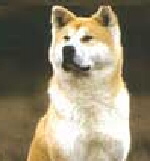 Akita Inu Foto vom Hund