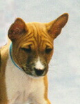 Basenji Foto vom Hund