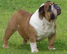 English Bulldog Foto vom Hund