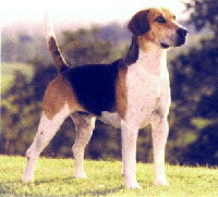 English Foxhound Foto vom Hund