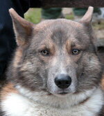 Ostsibirischer Laika Foto vom Hund