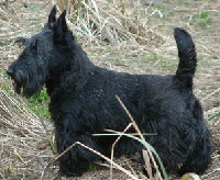 Scottish Terrier Foto vom Hund