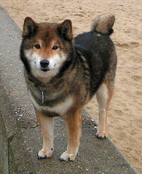 Shiba Inu Foto vom Hund