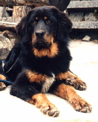 Tibet Dogge Foto vom Hund