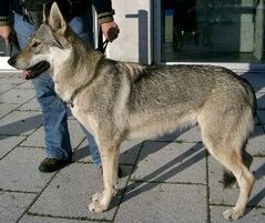 Tschechoslowakischer Wolfshund Foto vom Hund