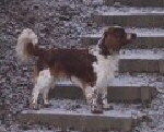 Welsh Springer Spaniel Foto vom Hund
