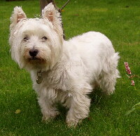 West Highland White Terrier Foto vom Hund