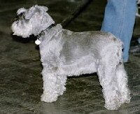 Zwergschnauzer Foto vom Hund