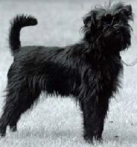 Affenpinscher Foto vom Hund