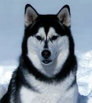 Alaskan Malamute Foto vom Hund