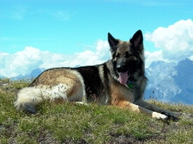Altdeutscher Schferhund Foto vom Hund