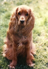 American Cocker Spaniel Foto vom Hund