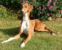Azawakh Foto vom Hund