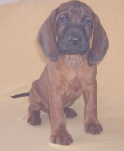 Bayerische Gebirgsbracke Foto vom Hund