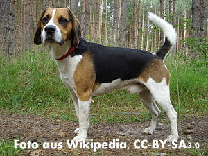 Beagle Harrier Foto vom Hund