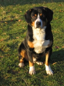 Berner Sennenhund Foto vom Hund