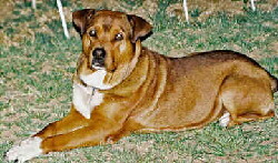 Brbl Foto vom Hund