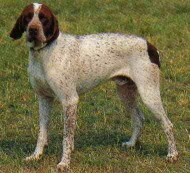 Braque Francais De Gascogne Foto vom Hund