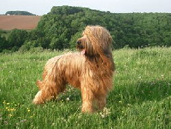 Briard Foto vom Hund
