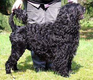 Cao de gua Portugus Foto vom Hund