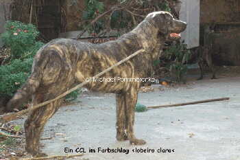 Cao de Castro Laboreiro Foto vom Hund
