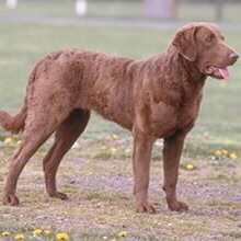 Chesapeake Bay Retriever Foto vom Hund