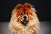 Chow Chow Foto vom Hund
