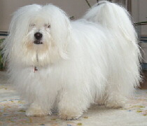 Coton de Tulear Foto vom Hund