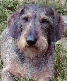 Dackel Foto vom Hund