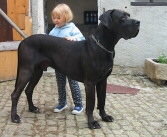 Deutsche Dogge Foto vom Hund