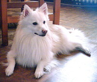 Deutscher Mittelspitz Foto vom Hund