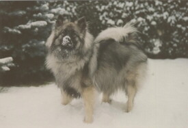 Deutscher Wolfsspitz Foto vom Hund