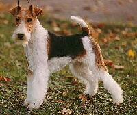 Drahthaar Foxterrier Foto vom Hund