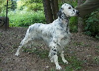 English Setter Foto vom Hund