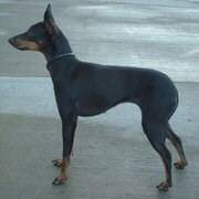 English Toy Terrier Foto vom Hund