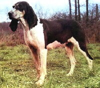 Francais blanc et noir Foto vom Hund