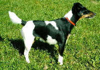 Glatthaar Foxterrier Foto vom Hund