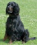 Gordon Setter Foto vom Hund