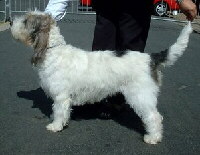 Grand Basset Griffon Vendeen Foto vom Hund