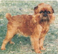 Griffon Bruxellois Foto vom Hund