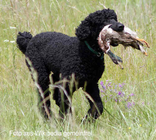 Gropudel Foto vom Hund