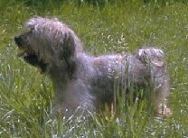 Havaneser Foto vom Hund