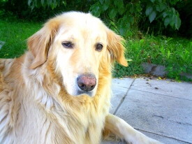 Hovawart Foto vom Hund