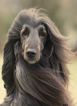 Afghanischer Windhund Foto vom Hund