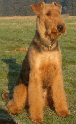 Airedale Terrier Foto vom Hund