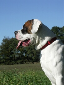 American Bulldog Foto vom Hund