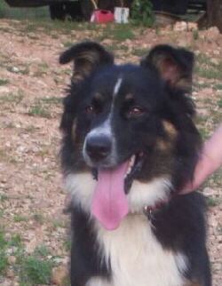 Australian Shepherd Foto vom Hund