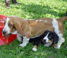 Basset Hound Foto vom Hund