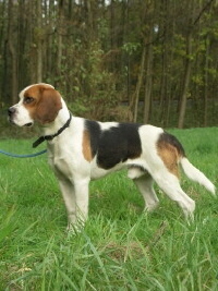 Beagle Foto vom Hund