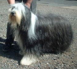 Bearded Collie Foto vom Hund